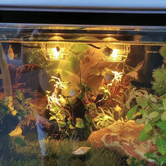 Aquarium Spotlight For Romantic Fish Tank